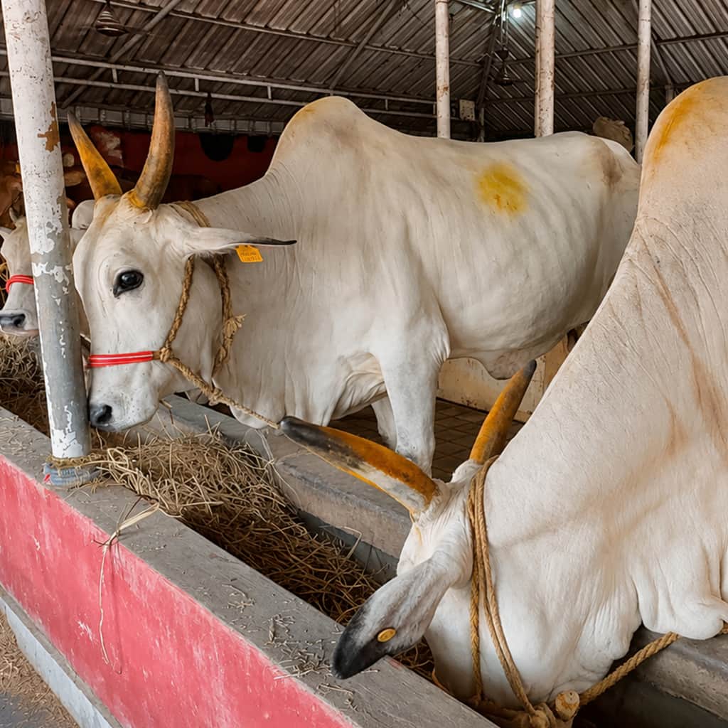 Cow 1 (1)