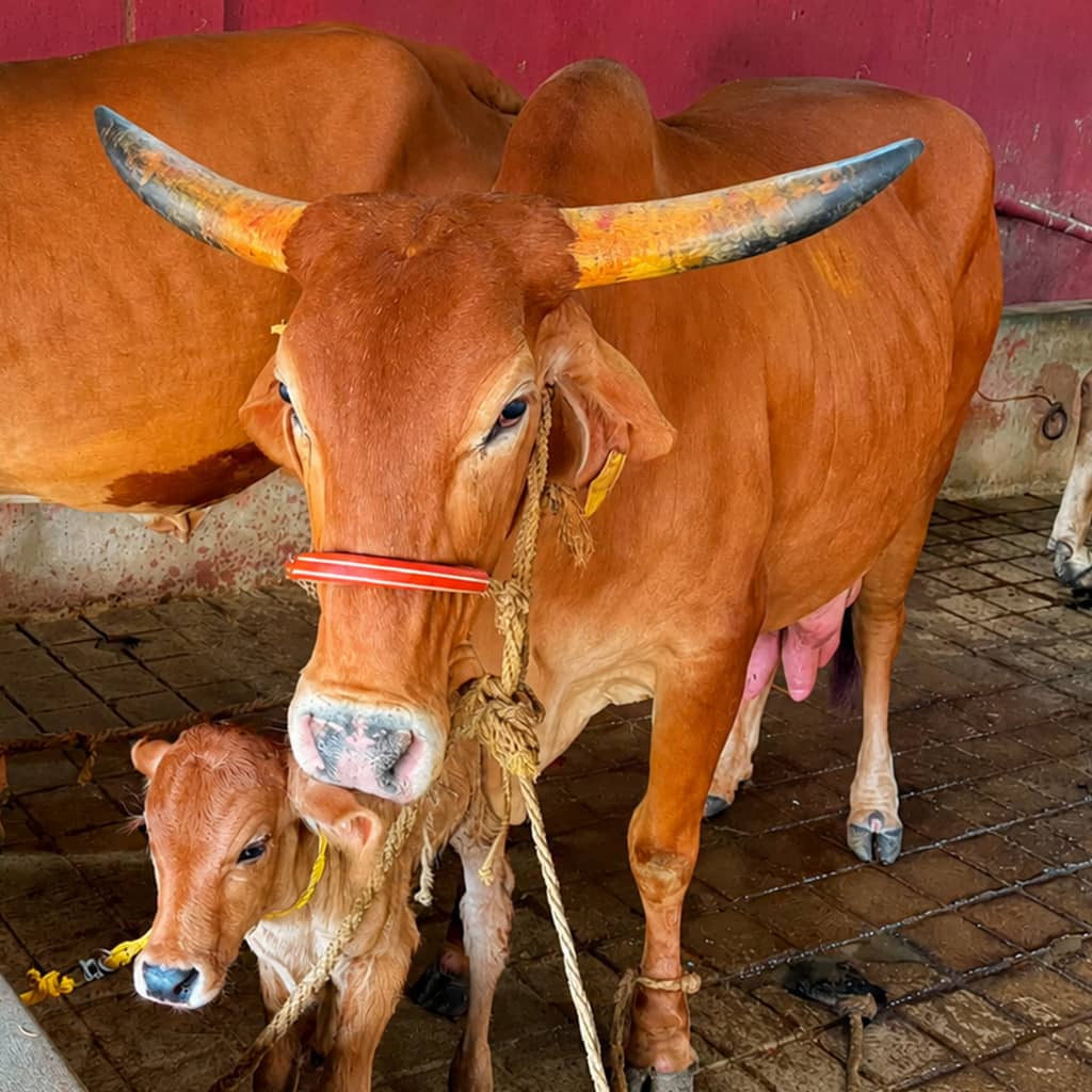 cow 2 (1)