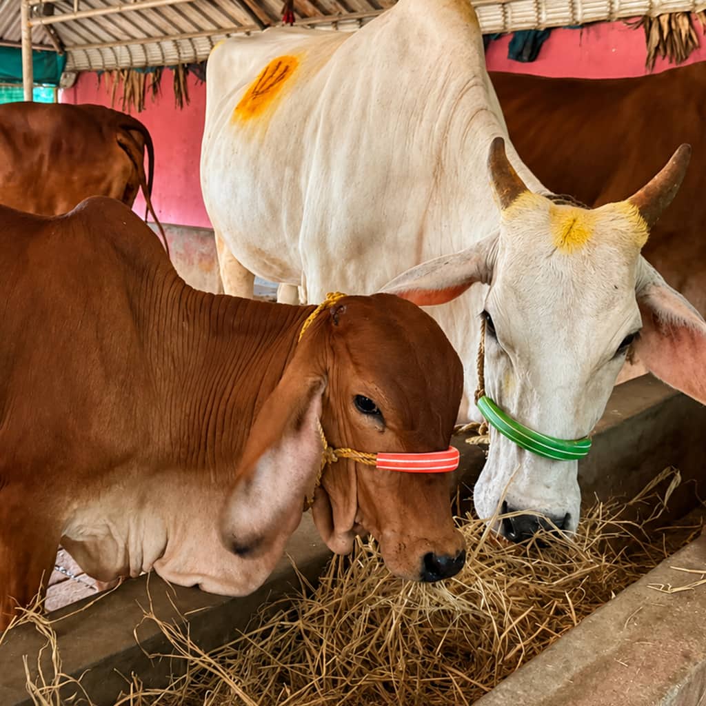 cow3 (1)